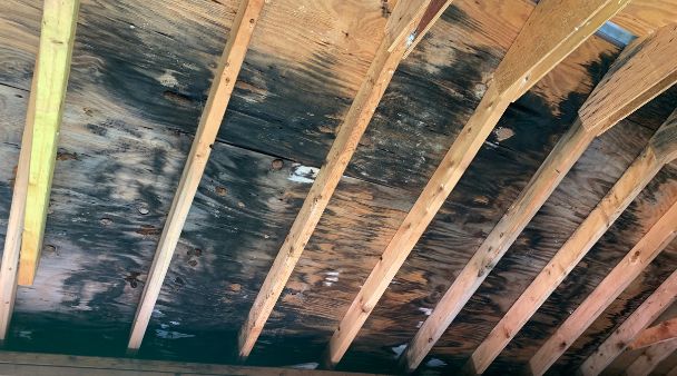 black mold growing on wooden beams